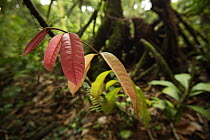Bright red new leaves of rainforest plant, Bioko Island, Equatorial Guinea, January 2008