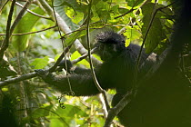 Bioko Black Colobus (Colobus satanas satanas) in rainforest of Bioko Island, Equatorial Guinea, Endangered Species, January