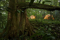 Campsite in the rainforest of Bioko Island. Intermediate camp (Camp Peter) on the trek into the Caldera. Bioko Island, Equatorial Guinea, Rapid Assessment Visual Expedition, International League of Co...