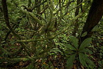 A tangle of lianas (woody vines) in the rainforest of Bioko Island, Equatorial Guinea, January 2008