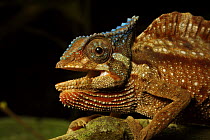 Crested Chameleon (Chamaeleo cristatus) Bioko Island, Equatorial Guinea, January