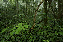 Rainforest interior view after rain, inside the Caldera on Bioko Island, Equatorial Guinea, January 2008.