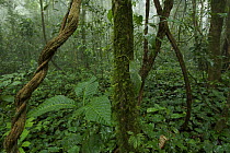 Rainforest interior view after rain, inside the Caldera on Bioko Island, Equatorial Guinea, January 2008.
