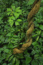 Detail of rainforest plants after rain. A twisted liana and glossy leaves of understory plants, Bioko Island, Equatorial Guinea, January 2008