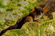 Allen's squirrel bushbaby (Galago /  Sciurocheirus alleni alleni) peering from a crack in its roosting tree, Endemic subspecies to Bioko Island, Equatorial Guinea, January