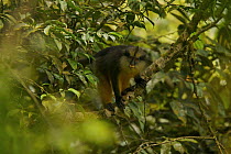 Crowned Guenon (Cercopithecus pogonias pogonias) monkey in rainforest. Endemic subspecies to Bioko Island, Equatorial Guinea, January