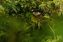 Pennant's Red Colobus (Procolobus pennantii pennantii) monkey in rainforest. Adult male. Critically endangered species, endemic subspecies to Bioko Island, Equatorial Guinea, January