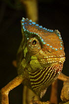 Crested Chameleon (Chamaeleo cristatus) Bioko Island, Equatorial Guinea, January