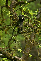 Putty-nosed guenon (Cercopithecus nictitans stampflii) male feeding in fig (Ficus sp) tree. Endemic subspecies to Bioko Island, Equatorial Guinea, January