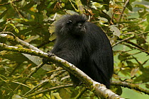 Bioko black colobus (Colobus satanas satanas) monkey in rainforest, Endangered Species, Bioko Island, Equatorial Guinea, January