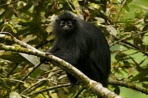 Bioko black colobus (Colobus satanas satanas) monkey in rainforest, Endangered Species, Bioko Island, Equatorial Guinea, January