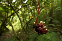An unusual rainforest flower (possibly Barringtonia or related species) Bioko Island, Equatorial Guinea, January 2008