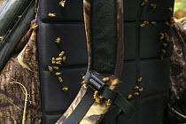 Bees (Apis sp) gather on a sweaty backpack, Bioko Island, Equatorial Guinea, Rapid Assessment Visual Expedition, International League of Conservation Photographers, January 2008
