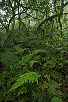 Rainforest interior with ferns, moss covered branches, lianas and mist, inside the Caldera on Bioko Island, Equatorial Guinea, International League of Conservation Photographers, January 2008.