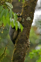 Crowned Guenon (Cercopithecus pogonias pogonias) male in rainforest in the upper Caldera, Endemic subspecies to Bioko Island, Equatorial Guinea, January