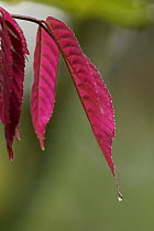 Newly emerged red leaves of a rainforest plant, Bioko Island, Equatorial Guinea, January
