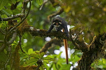 Bioko red-eared guenon (Cercopithecus erythrotis erythrotis) male in rainforest, Endemic subspecies to Bioko Island, Equatorial Guinea, Endangered Species, January