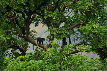 Bioko red-eared guenon (Cercopithecus erythrotis erythrotis) in canopy of large rainforest tree, Bioko Island, Equatorial Guinea, Endangered Species, January