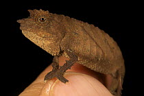Spectral Pygmy Chameleon (Rhampholeon spectrum spectrum) sitting on figure tip to show small size, Bioko Island, Equatorial Guinea. January 2008