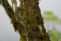 Biafran Palm Squirrel (Epixerus wilsoni) on moss-covered tree trunk, Bioko Island, Equatorial Guinea, January