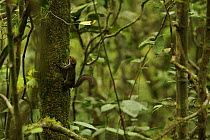 Red-cheeked Rope Squirrel (Funisciurus leucogenys) in rainforest, Bioko Island, Equatorial Guinea, January