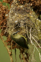 Northern double-collared sunbird (Cinnyris reichenowi) female at nest, Bioko Island, Equatorial Guinea, January