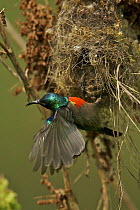 Northern Double-collared Sunbird (Cinnyris reichenowi) male at nest, Bioko Island, Equatorial Guinea, January