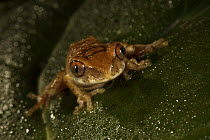 Unidentified rainforest tree frog,  Bioko Island, Equatorial Guinea, January