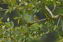 Tree Pipit (Anthus trivialis) in rainforest tree, Bioko Island, Equatorial Guinea, January