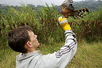 Research scientist, Jake Owens, releasing after measuring a mist-netted African Goshawk {Accipiter tachiro} Bioko Island, Equatorial Guinea, Rapid Assessment Visual Expedition, International League of...