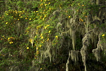 Flowering {Hypericum sp} in high montane rainforest on Pico Basile, approx 2700 m altitude, Bioko Island, Equatorial Guinea, January 2008