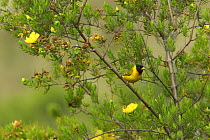 Oriole Finch (Linurgus olivaceus) perched in flowering bush, Bioko Island, Equatorial Guinea.