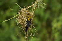 Black-billed Weaver (Ploceus melanogaster) weaving a nest, Bioko Island, Equatorial Guinea, January