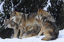 Four Grey wolves (Canis lupus) in snow, captive, Bayerischer Wald / Bavarian Forest National Park, Germany