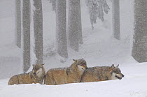 Three Grey wolves (Canis lupus) in snow, captive, Bayerischer Wald / Bavarian Forest National Park, Germany
