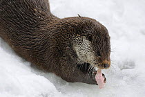 Eurasian otter (Lutra l. lutra) feeding in the snow, captive, Bayerischer Wald / Bavarian Forest National Park, Germany