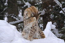 Eurasian lynx (Lynx lynx) grooming in snow, captive, Bayerischer Wald / Bavarian Forest National Park, Germany