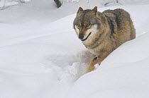 Grey wolf (Canis lupus) walking through deep snow, captive, Bayerischer Wald / Bavarian Forest National Park, Germany