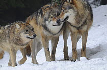 Three Grey wolves (Canis lupus) in snow, captive, Bayerischer Wald / Bavarian Forest National Park, Germany