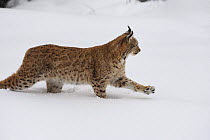 Eurasian lynx (Lynx lynx) walking through deep snow, captive, Bayerischer Wald / Bavarian Forest National Park, Germany