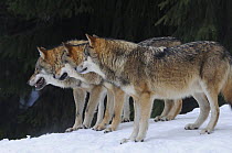 Grey wolves (Canis lupus) standing in a row, captive, Bayerischer Wald / Bavarian Forest National Park, Germany