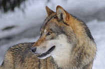 Grey wolf (Canis lupus) portrait, captive, Bayerischer Wald / Bavarian Forest National Park, Germany