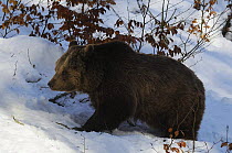 Eurasian brown bear (Ursus arctos arctos) walking through snow, captive, Bayerischer Wald / Bavarian Forest National Park, Germany