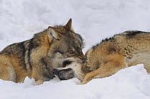 Two Grey wolves (Canis lupus) fighting in snow, captive, Bayerischer Wald / Bavarian Forest National Park, Germany