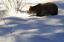 Eurasian brown bear (Ursus arctos arctos) in deep snow, captive, Bayerischer Wald / Bavarian Forest National Park, Germany