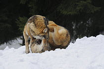 Two Grey wolves (Canis lupus) fighting in snow, captive, Bayerischer Wald / Bavarian Forest National Park, Germany
