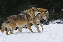 Two Grey wolves (Canis lupus) fighting, captive, Bayerischer Wald / Bavarian Forest National Park, Germany