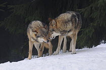 Two Grey wolves (Canis lupus) interacting, captive, Bayerischer Wald / Bavarian Forest National Park, Germany