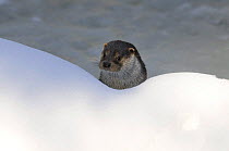 Eurasian otter (Lutra l. lutra) looking over snow bank from water, captive, Bayerischer Wald / Bavarian Forest National Park, Germany