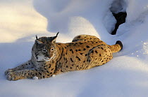 Eurasian lynx (Lynx lynx) lying on snow, captive, Bayerischer Wald / Bavarian Forest National Park, Germany